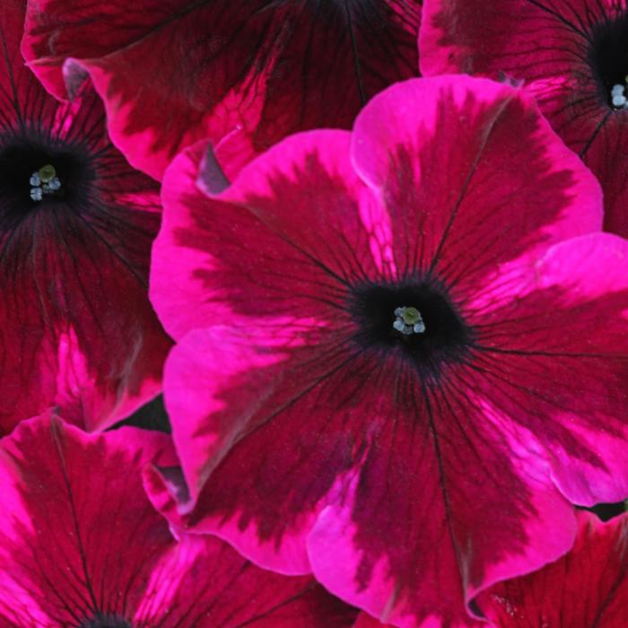 Crazytunia Cosmic Purple - Petunia - Premium from Bloomfield Garden Center