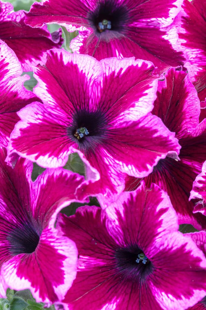 Crazytunia Cosmic Pink - Petunia - Premium from Bloomfield Garden Center