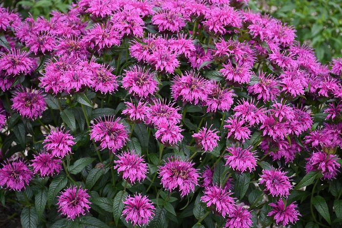 Electric Neon Purple - Monarda - Bee Balm from Bloomfield Garden Center Electric Neon Purple - Monarda - Bee Balm from Bloomfield Garden Center