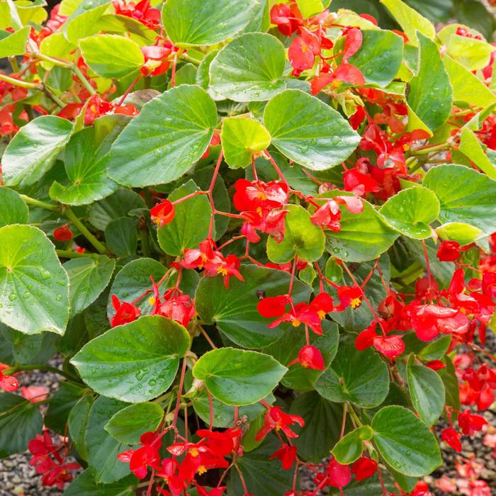 Whopper® 'Red with Green Leaf' Begonia - Begonia x benariensis from Bloomfield Garden Center