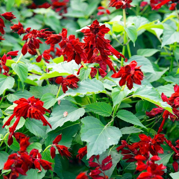 Saucy™ Red - Salvia splendens from Bloomfield Garden Center