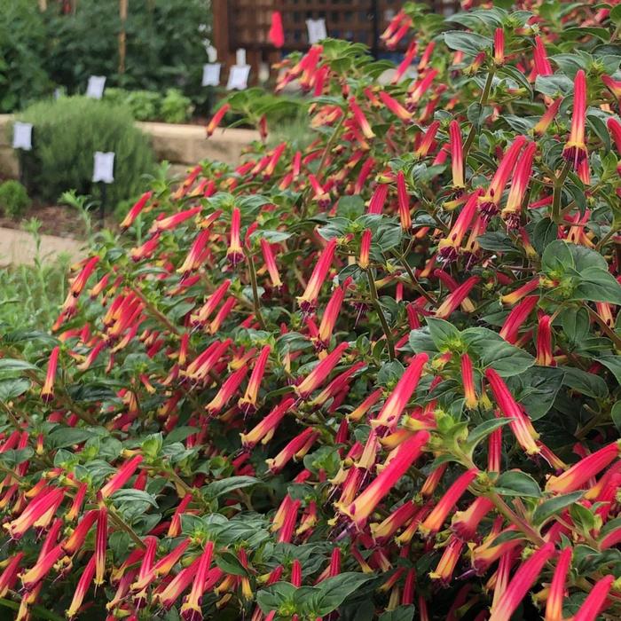 Hummingbirds Lunch - Cuphea from Bloomfield Garden Center