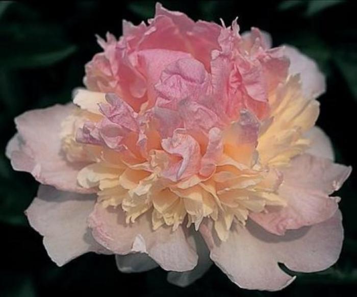 Raspberry Sundae - Paeonia Lactiflora from Bloomfield Garden Center Raspberry Sundae - Paeonia Lactiflora from Bloomfield Garden Center