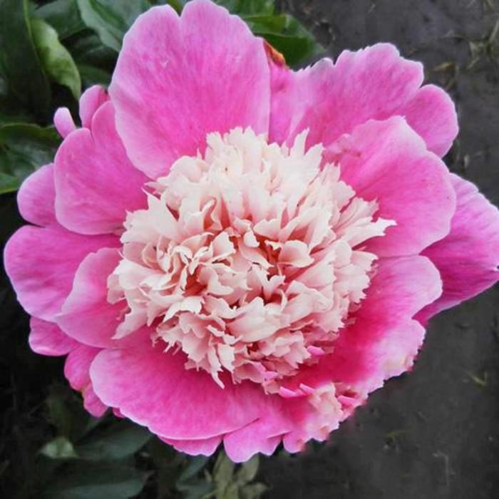 Miss Congeniality - Paeonia hybrid from Bloomfield Garden Center Miss Congeniality - Paeonia hybrid from Bloomfield Garden Center