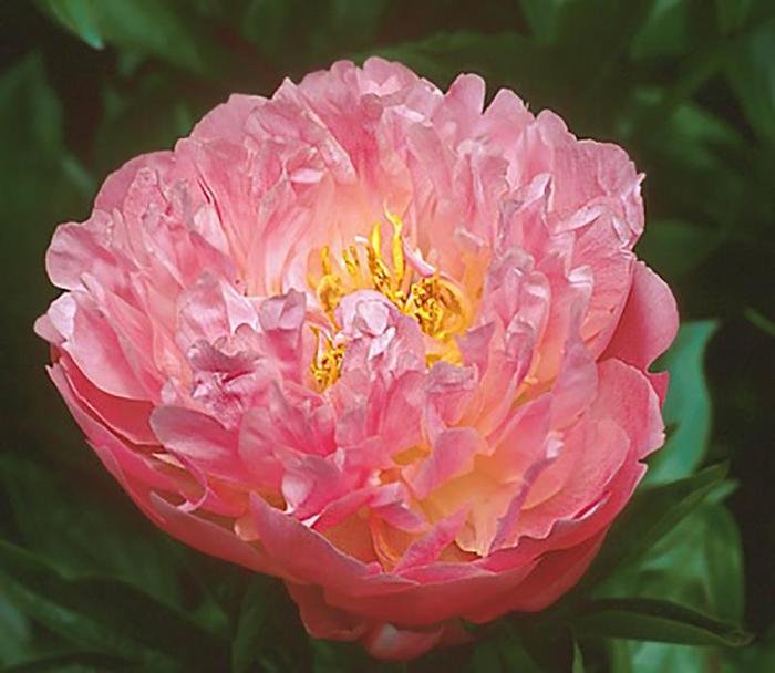 Pink Hawaiian Coral - Paeonia hybrid from Bloomfield Garden Center Pink Hawaiian Coral - Paeonia hybrid from Bloomfield Garden Center