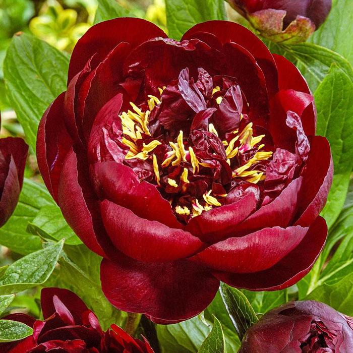 Buckeye Belle - Paeonia hybrid from Bloomfield Garden Center Buckeye Belle - Paeonia hybrid from Bloomfield Garden Center