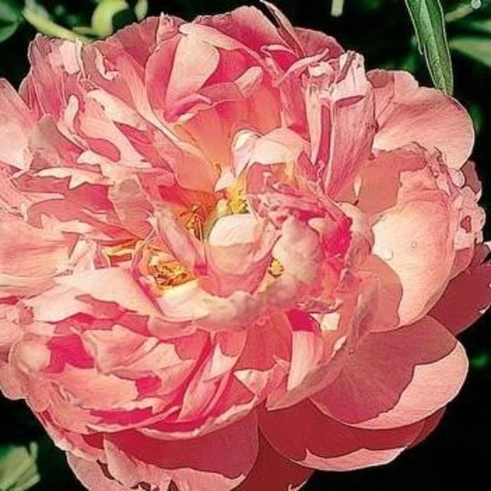 Coral Supreme - Paeonia hybrid from Bloomfield Garden Center Coral Supreme - Paeonia hybrid from Bloomfield Garden Center