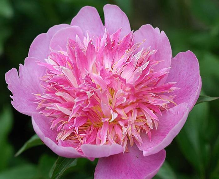 Heidi - Paeonia lactiflora from Bloomfield Garden Center Heidi - Paeonia lactiflora from Bloomfield Garden Center