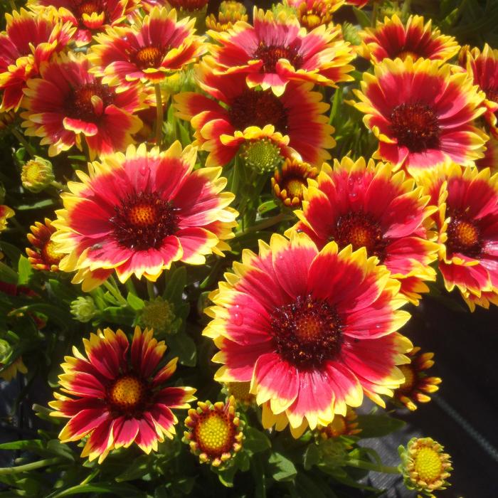 Arizona Sun - Gaillardia from Bloomfield Garden Center