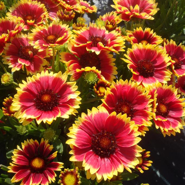 Goblin - Gaillardia from Bloomfield Garden Center Goblin - Gaillardia from Bloomfield Garden Center
