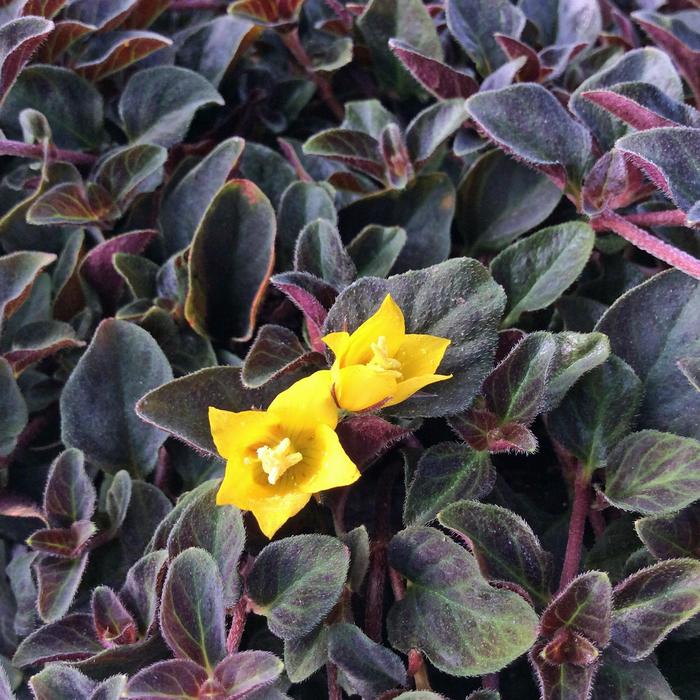 'Midnight Sun' Creeping Jenny - Lysimachia congestiflora from Bloomfield Garden Center