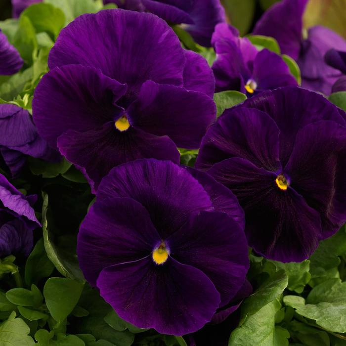 Pansy Majestic Giants II Clear Purple Bloomfield Garden Center