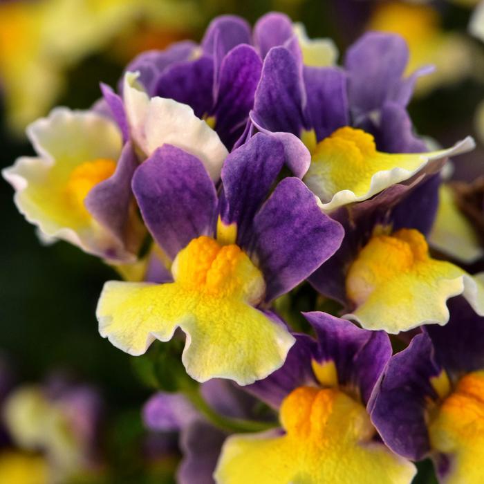 Escential™ Blueberry Custard - Nemesia hybrid from Bloomfield Garden Center Escential™ Blueberry Custard - Nemesia hybrid from Bloomfield Garden Center