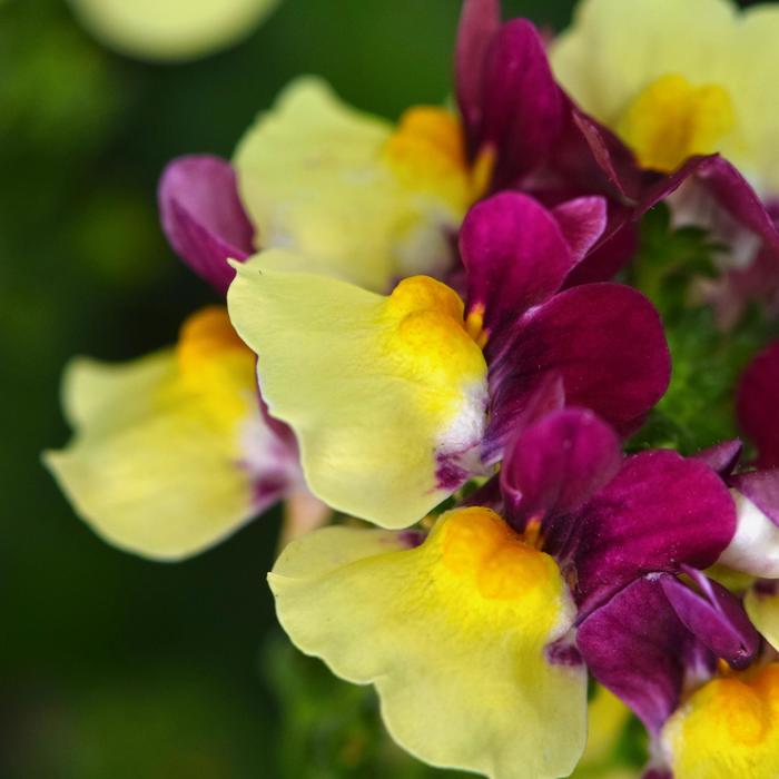 Escential™ Raspberry Lemonade - Nemesia hybrid from Bloomfield Garden Center