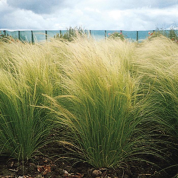 Pony Tails - Feather Grass - Stipa tenuissima from Bloomfield Garden Center