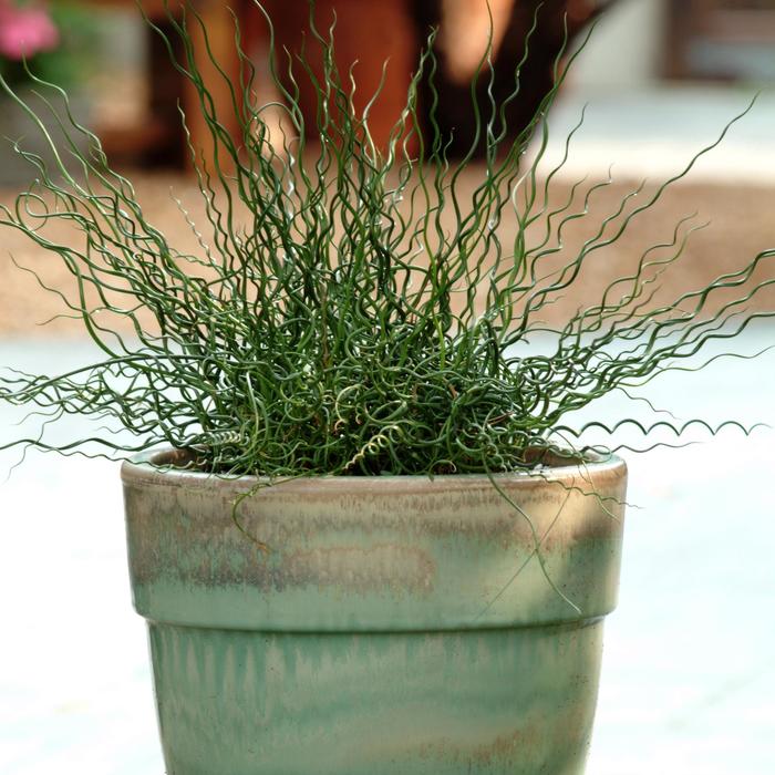 Spiralis - Juncus effusus from Bloomfield Garden Center Spiralis - Juncus effusus from Bloomfield Garden Center