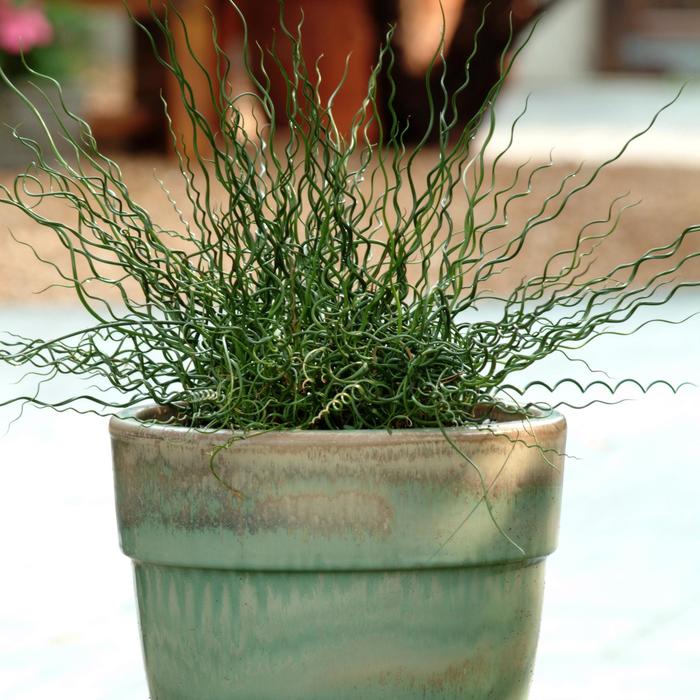 Spiralis - Juncus effusus from Bloomfield Garden Center