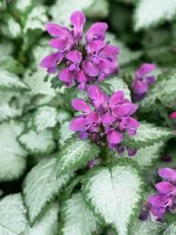 Beacon Silver - Lamium maculatum from Bloomfield Garden Center Beacon Silver - Lamium maculatum from Bloomfield Garden Center