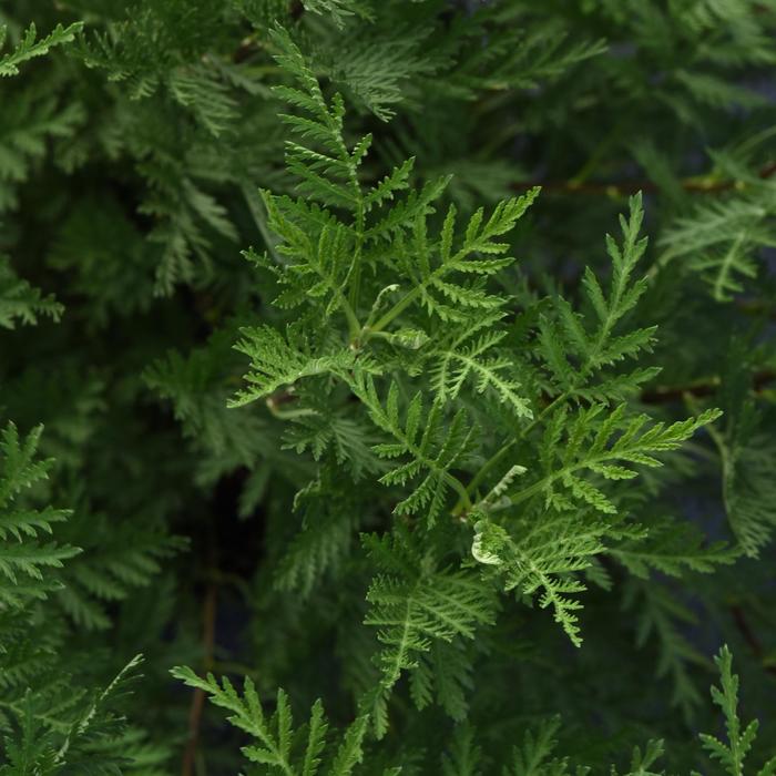 SunFern™ Olympia - Artemisia gmelinii from Bloomfield Garden Center