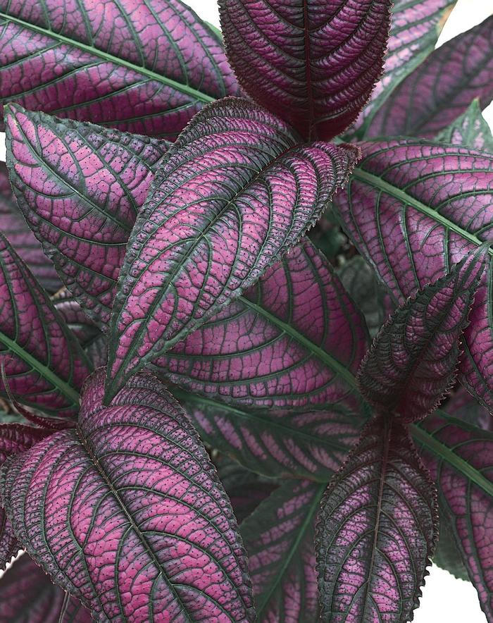 Persian Shield - Strobilanthes dyerianus from Bloomfield Garden Center