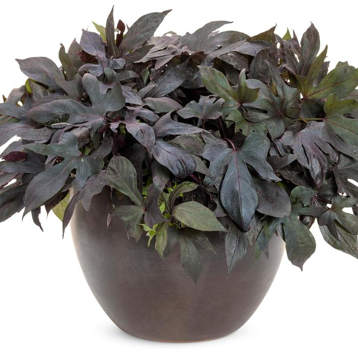 Blackie - Ipomoea - Sweet Potato Vine from Bloomfield Garden Center Blackie - Ipomoea - Sweet Potato Vine from Bloomfield Garden Center