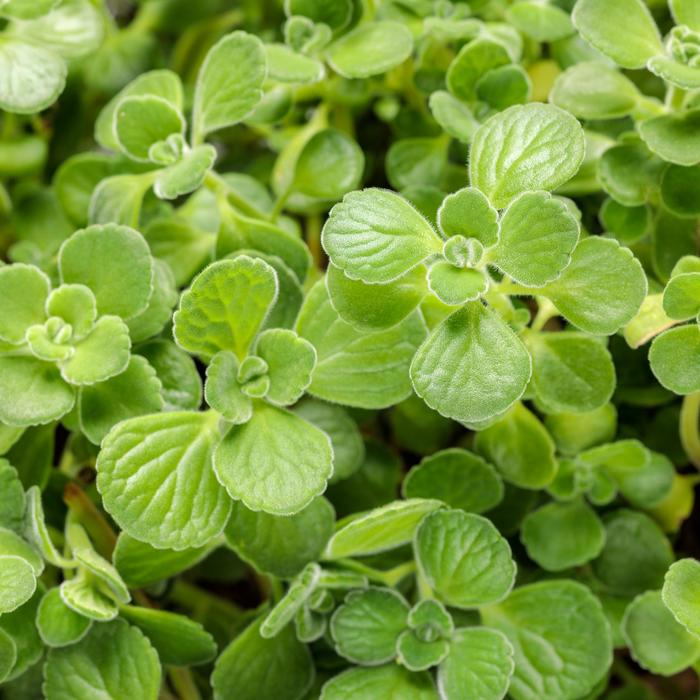 Cerveza 'n Lime - Plectranthus from Bloomfield Garden Center