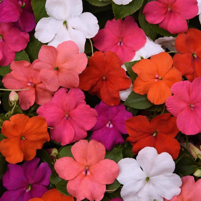Beacon® 'Formula Mix' - Impatiens walleriana from Bloomfield Garden Center Beacon® 'Formula Mix' - Impatiens walleriana from Bloomfield Garden Center