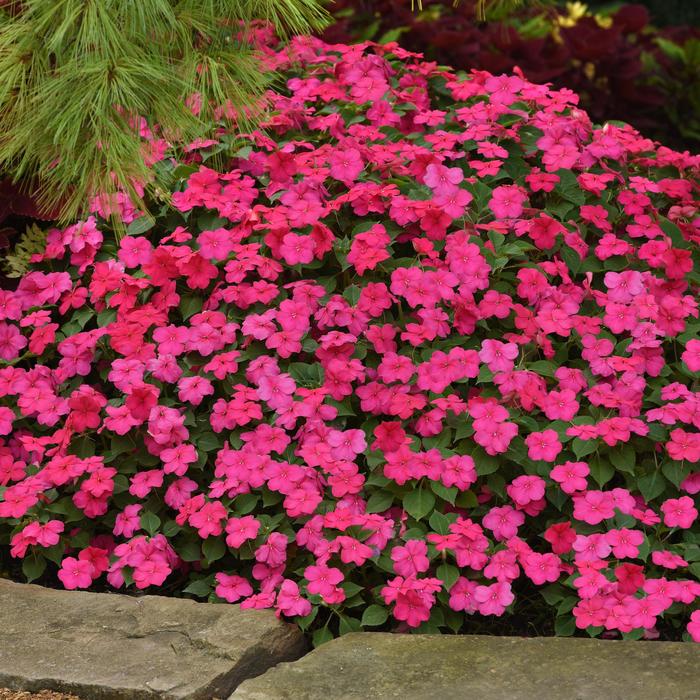 Beacon Rose - Impatiens from Bloomfield Garden Center