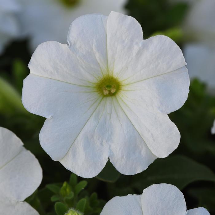 Madness® White Improved - Petunia from Bloomfield Garden Center