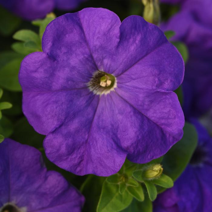Madness® Mid-Blue Petunia - Petunia from Bloomfield Garden Center