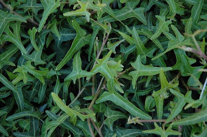 'Needlepoint' - Hedera helix from Bloomfield Garden Center 'Needlepoint' - Hedera helix from Bloomfield Garden Center