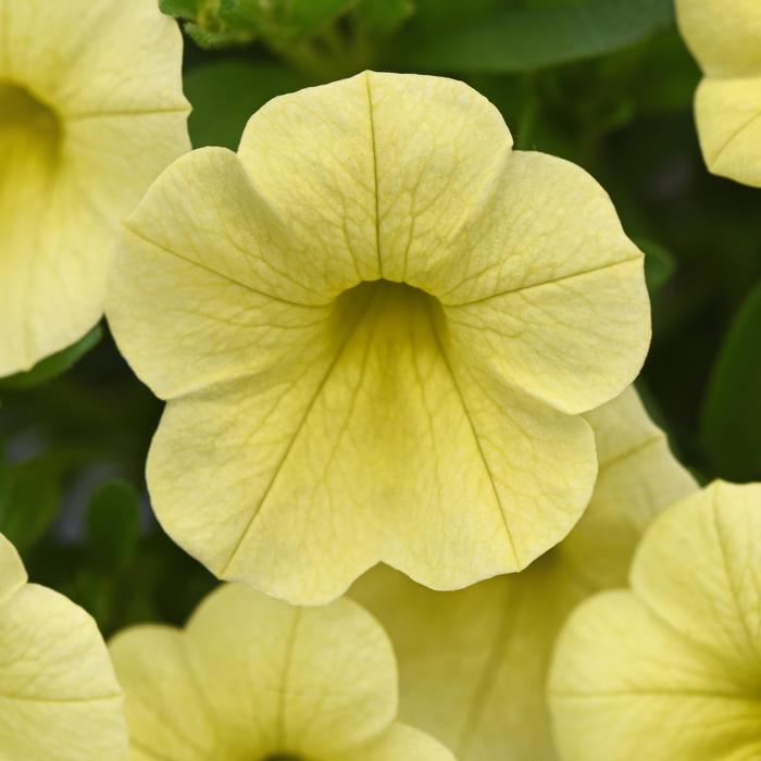Cabaret® 'Lemon Yellow Improved' - Calibrachoa (Mini Petunia) from Bloomfield Garden Center Cabaret® 'Lemon Yellow Improved' - Calibrachoa (Mini Petunia) from Bloomfield Garden Center