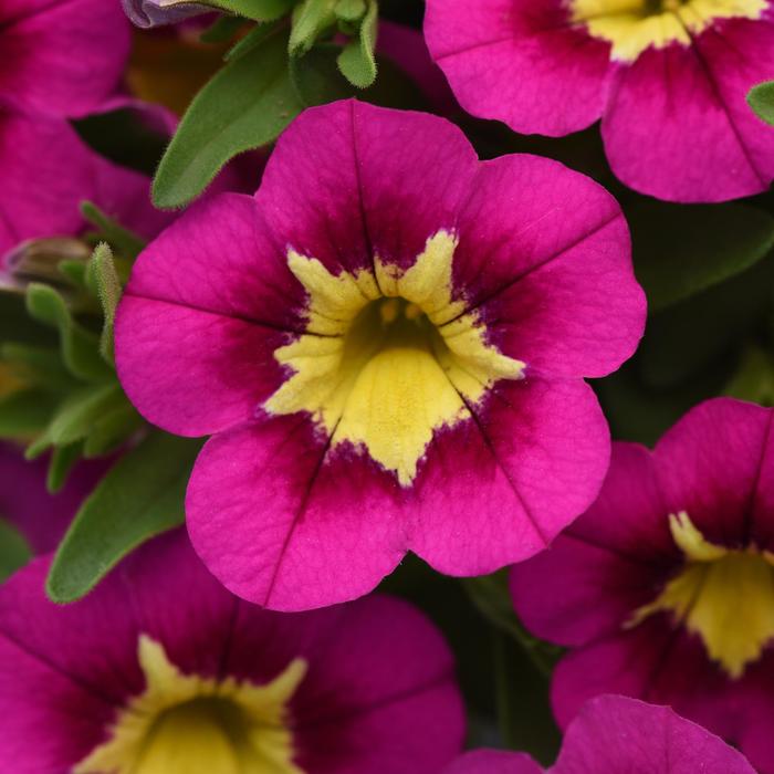 Bumble Bee™ Hot Pink - Calibrachoa hybrida from Bloomfield Garden Center