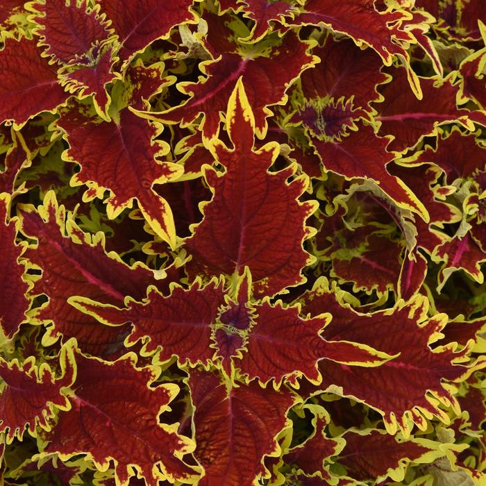 Copperhead - Coleus from Bloomfield Garden Center