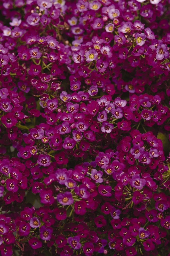 Clear Crystal Purple Shades - Alyssum Sweet from Bloomfield Garden Center