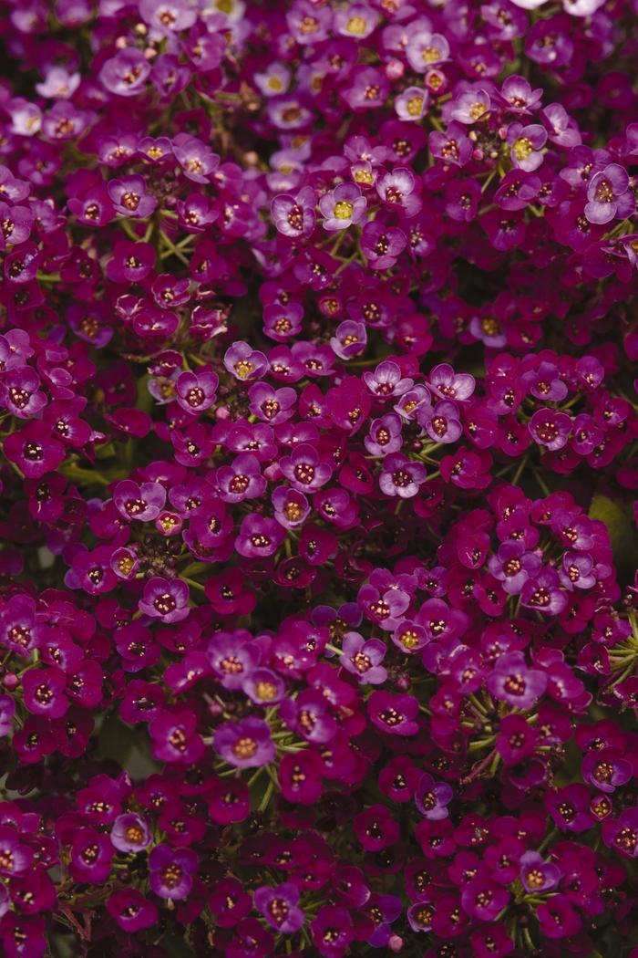 Clear Crystal Purple Shades - Alyssum Sweet from Bloomfield Garden Center Clear Crystal Purple Shades - Alyssum Sweet from Bloomfield Garden Center