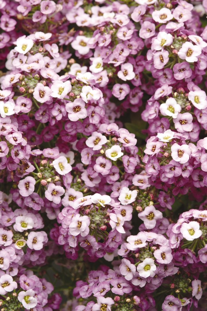 Clear Crystal Lavender Shades - Alyssum Sweet from Bloomfield Garden Center