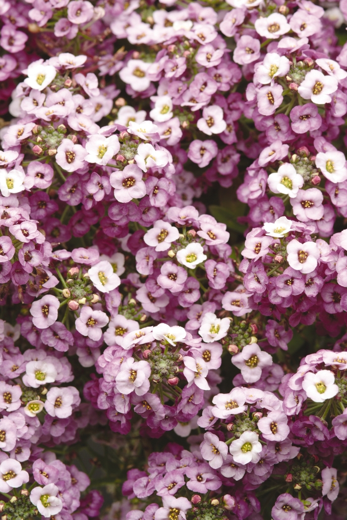 Clear Crystal Lavender Shades - Alyssum Sweet from Bloomfield Garden Center Clear Crystal Lavender Shades - Alyssum Sweet from Bloomfield Garden Center