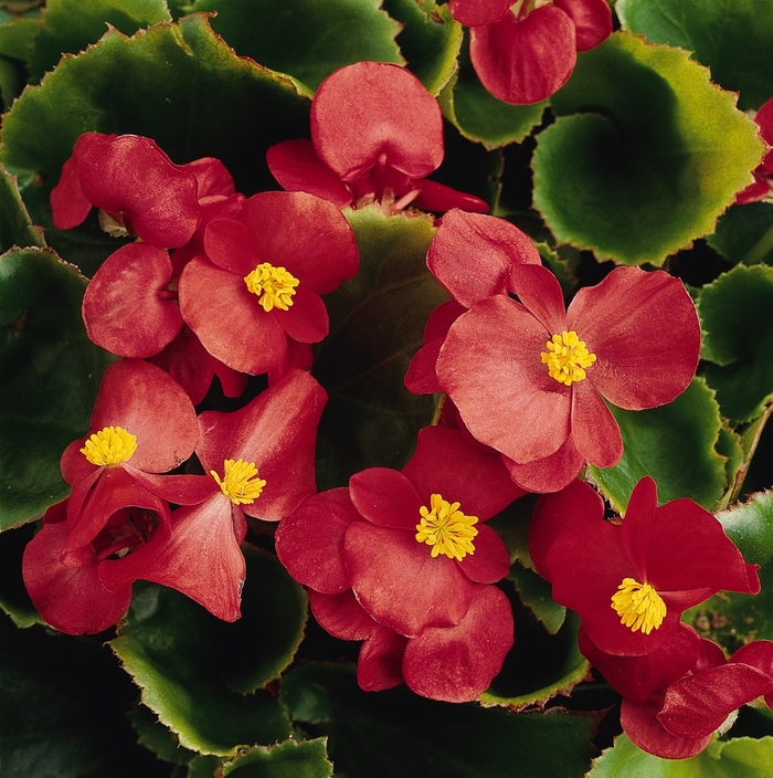 Prelude Plus Mix - Begonia - Wax from Bloomfield Garden Center