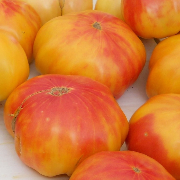 Old German - Tomato - Slicer from Bloomfield Garden Center