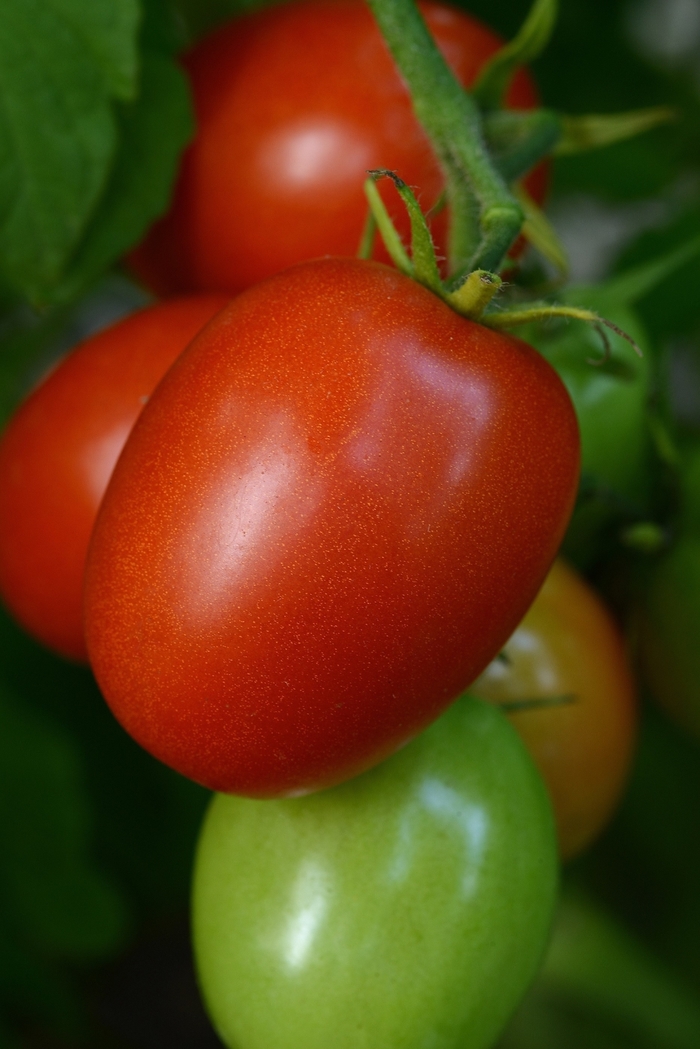 Little Napoli - Tomato - Paste from Bloomfield Garden Center