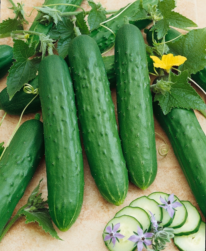 Saladmore - Cucumber - Pickling from Bloomfield Garden Center