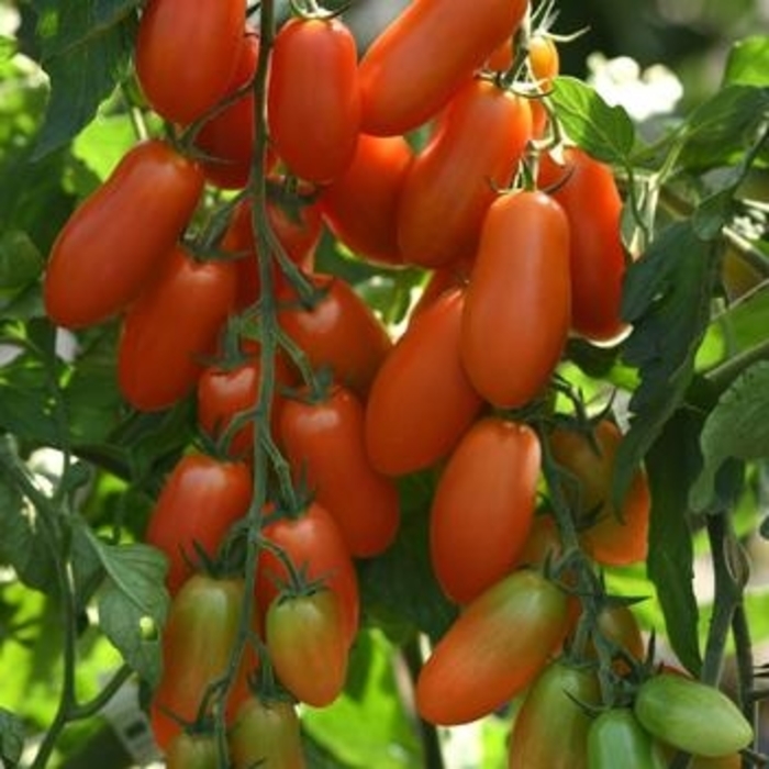 Ten Fingers of Naples - Tomato - Paste from Bloomfield Garden Center Ten Fingers of Naples - Tomato - Paste from Bloomfield Garden Center