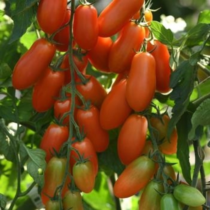 Ten Fingers of Naples - Tomato - Paste from Bloomfield Garden Center