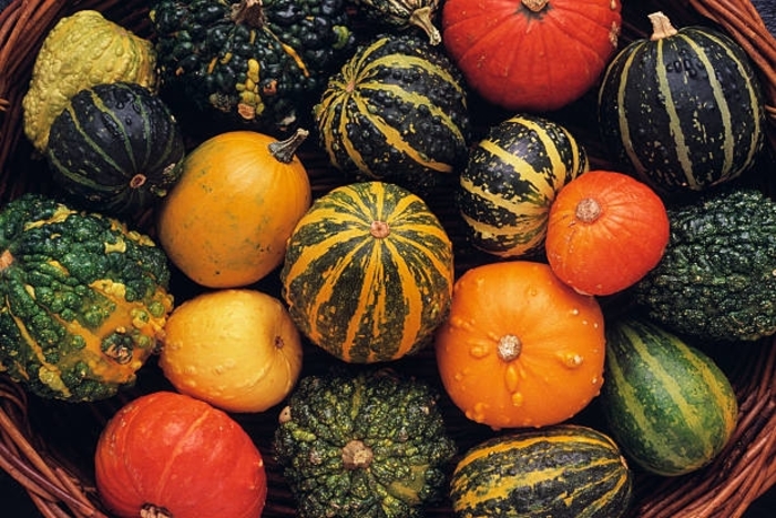 Small Fruits Mix - Gourd from Bloomfield Garden Center