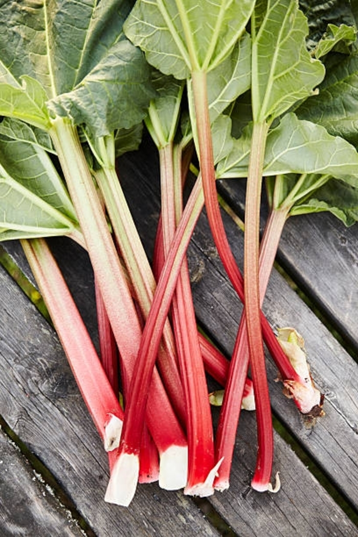Victoria - Rhubarb from Bloomfield Garden Center Victoria - Rhubarb from Bloomfield Garden Center