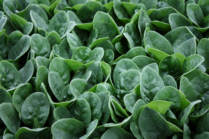 Seaside - Spinach from Bloomfield Garden Center