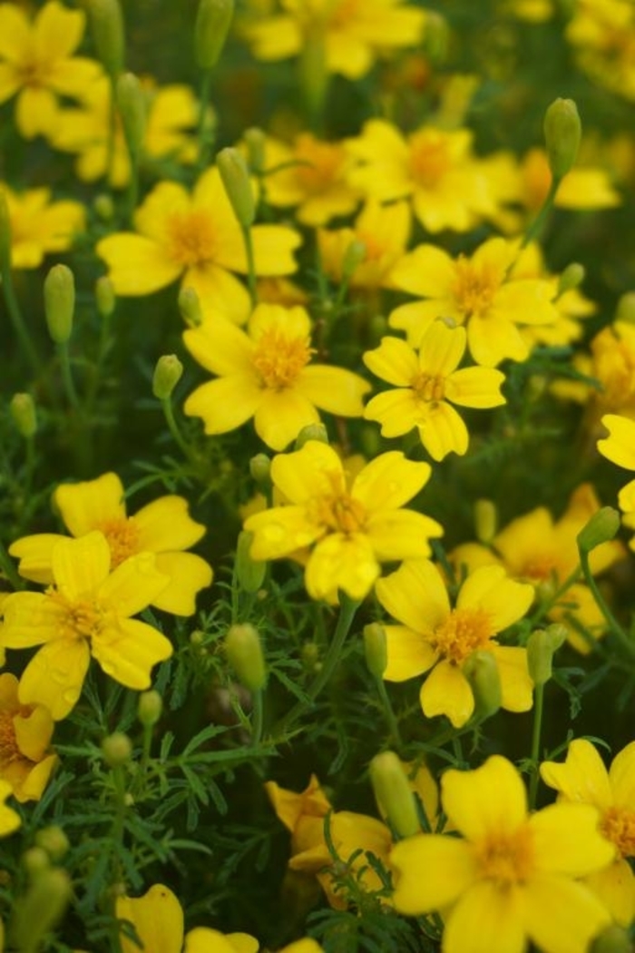 Lemon Gem - Marigold - Signata from Bloomfield Garden Center