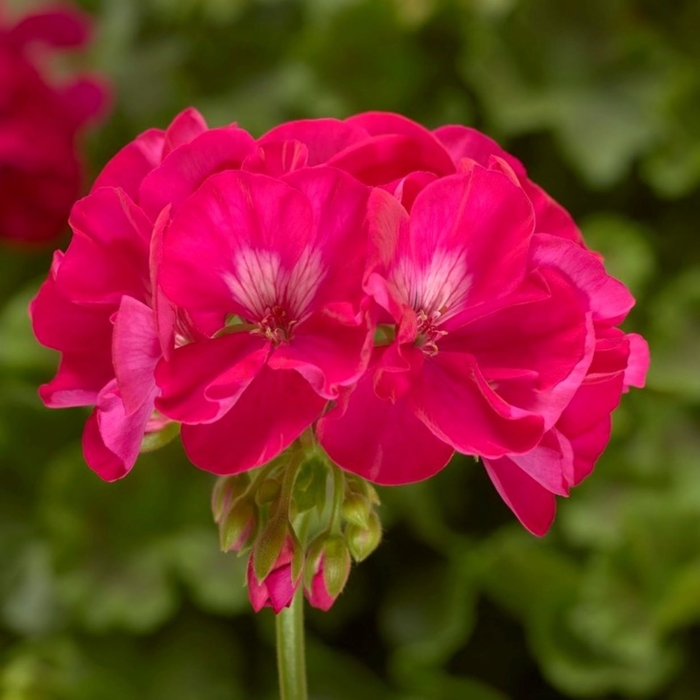 Calliope Large Hot Rose - Geranium - Interspecific from Bloomfield Garden Center