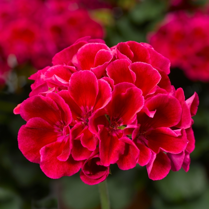 Calliope Medium Crimson Flame - Geranium - Interspecific from Bloomfield Garden Center